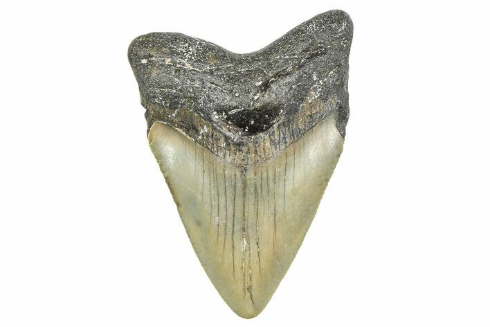 Juvenile Megalodon Tooth - North Carolina #359041